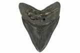 Large, Fossil Megalodon Tooth - South Carolina #129115-1